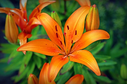 Blomst, Lilje, Blomstre, Natur, Have