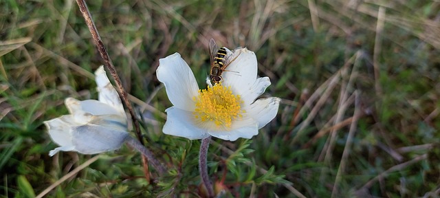 Free Flower Insect photo and picture