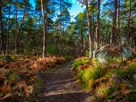 Woud, Natuur, Fontainebleau