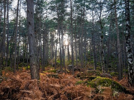 Woud, Natuur, Fontainebleau
