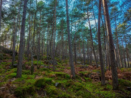 Woud, Natuur, Fontainebleau