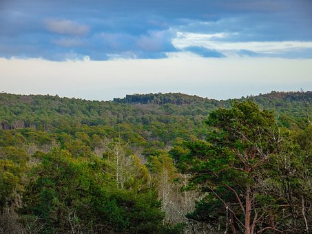 Woud, Natuur, Landschap, Fontainebleau