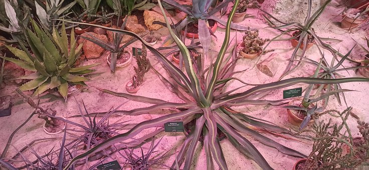 Natuur, Reizen, Exotisch, Tuin, Polen
