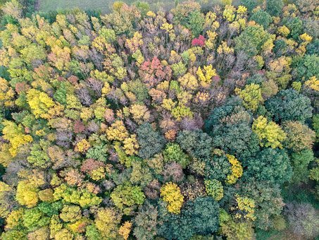 Zangão, Floresta, Natureza, Árvore