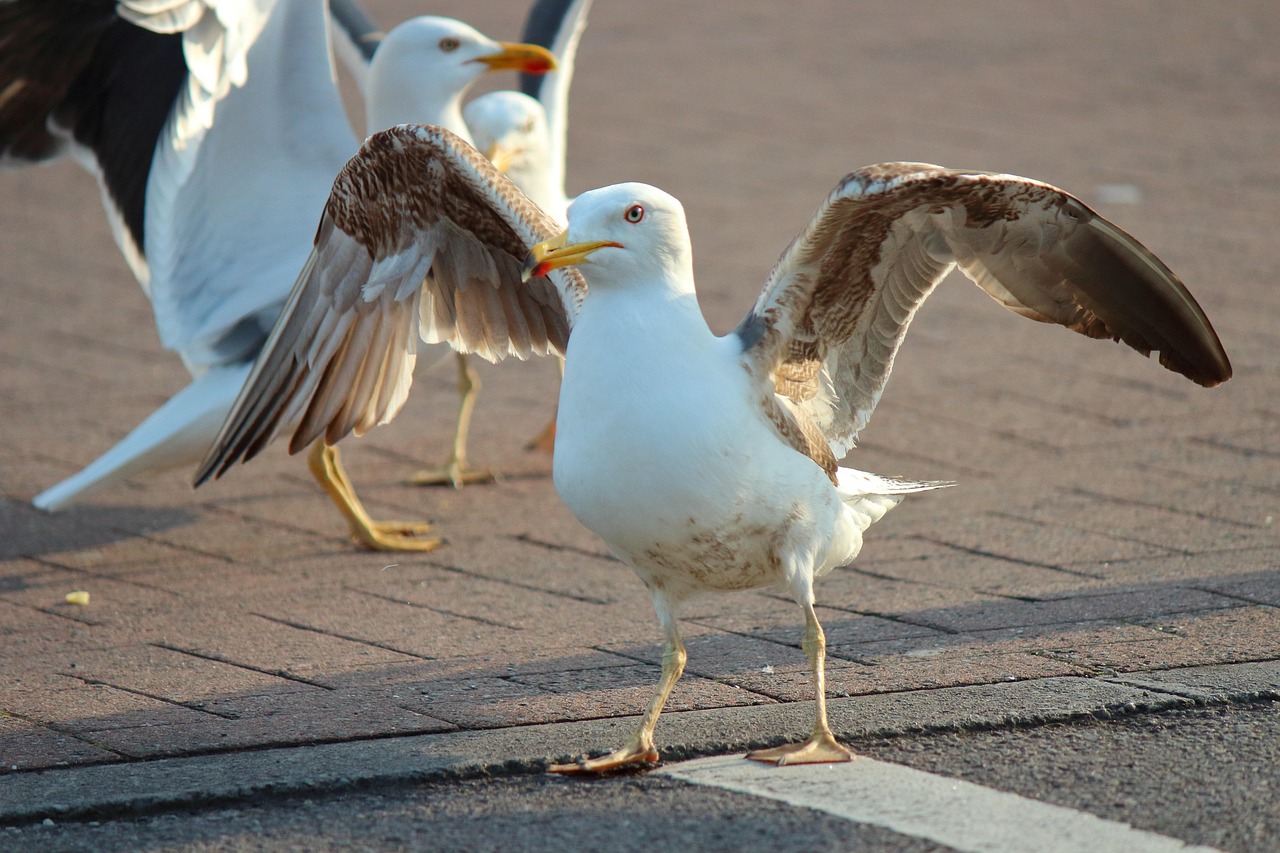 https://cdn.pixabay.com/photo/2022/06/07/19/36/seagull-7249156_1280.jpg