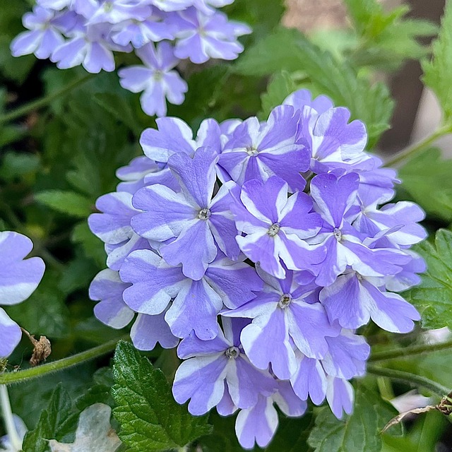 Free Verbena Vervain photo and picture