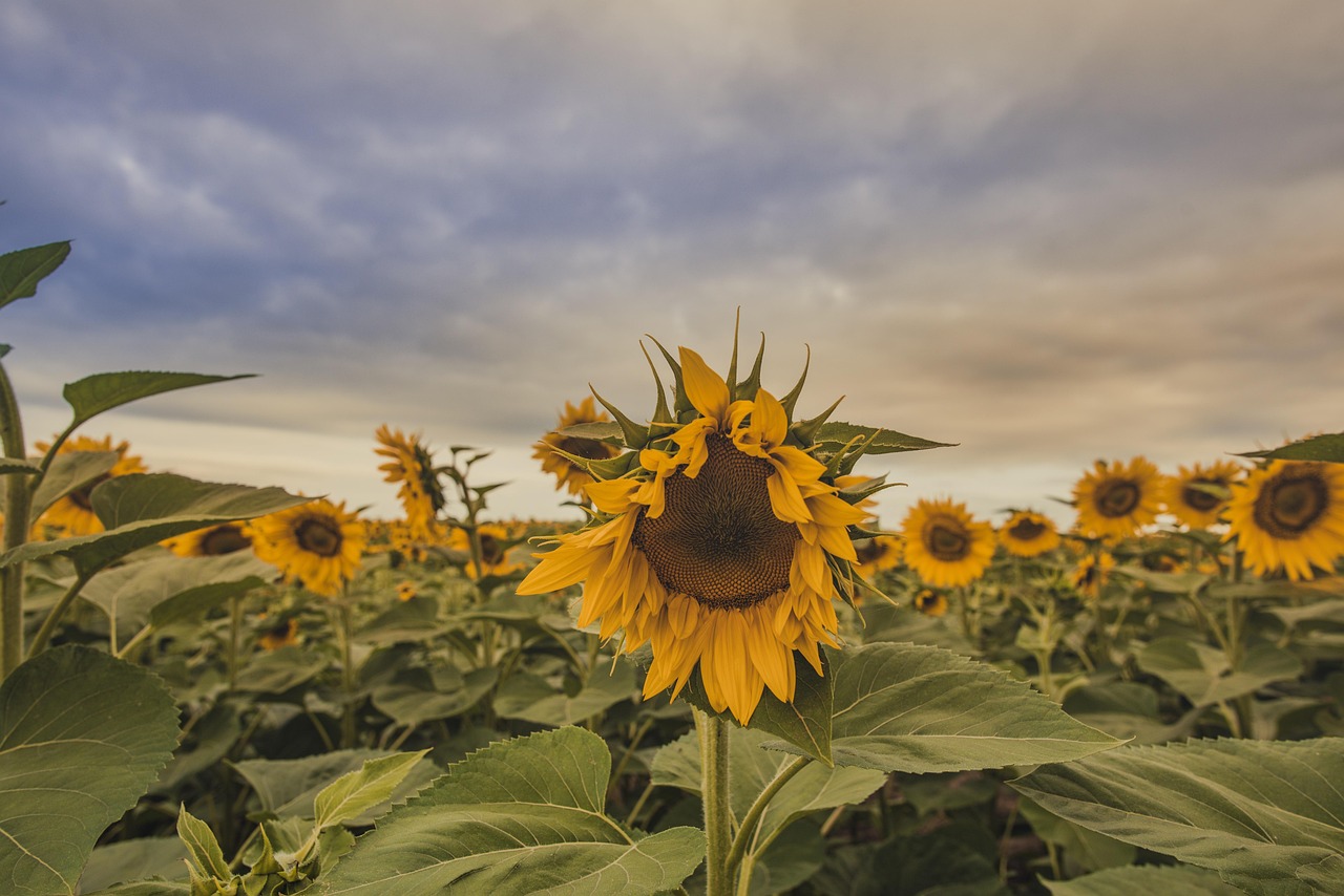 https://cdn.pixabay.com/photo/2022/06/08/04/18/flower-7249668_1280.jpg