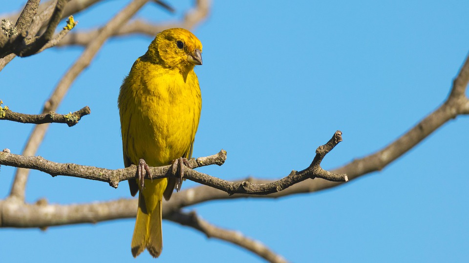 goldfinch-7249677_960_720.jpg