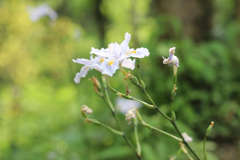 Flowers Fringed Iris Plant Free Photo On Pixabay Pixabay