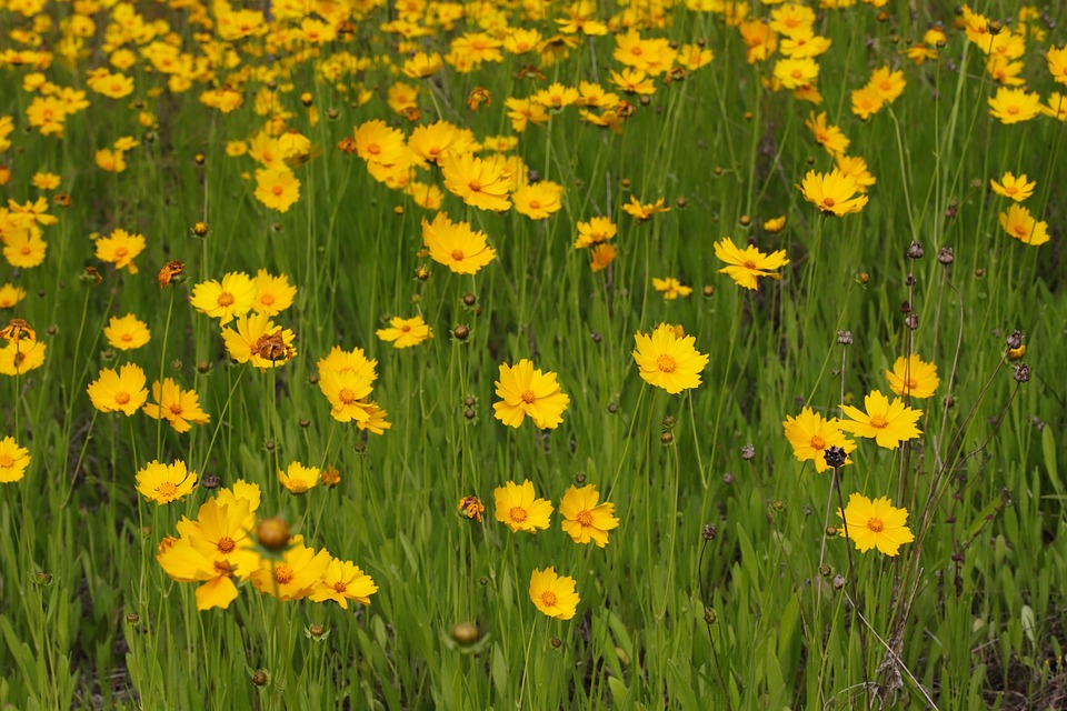 Flowers Bloom Blossom Free photo on Pixabay Pixabay