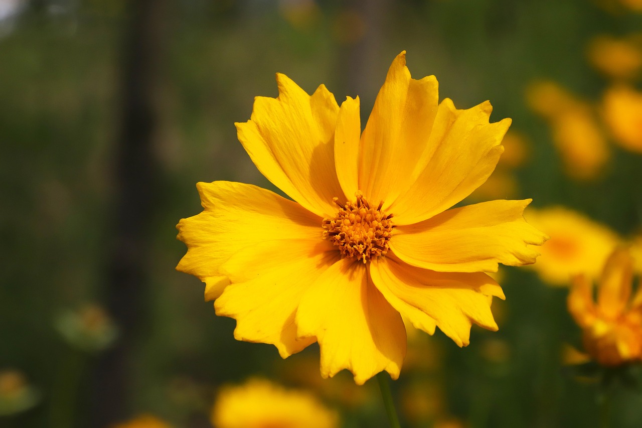 Fleur Bloom Fleurir - Photo gratuite sur Pixabay - Pixabay