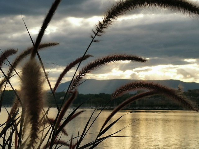 Free Geneva Lake Water photo and picture