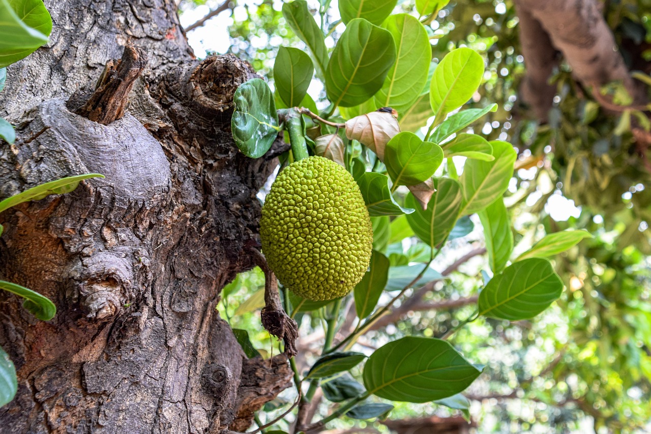 Arbre Jacquier Fruit Photo Gratuite Sur Pixabay Pixabay Arbre Jacquier Fruit Photo Gratuite Sur Pixabay Pixabay