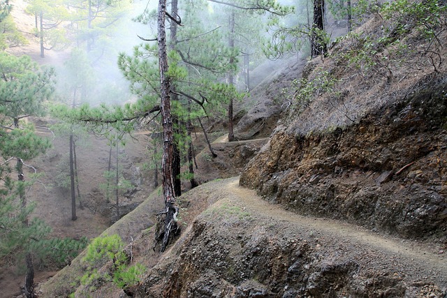 Kanaren, Wald, Wanderweg, Nebel