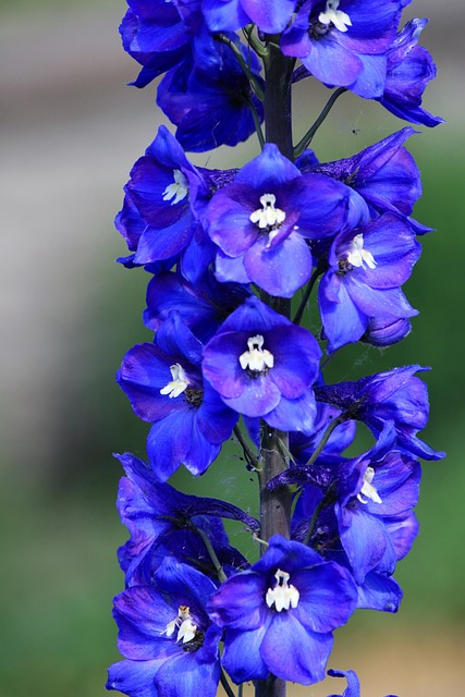 Blume, Rittersporn, Blau