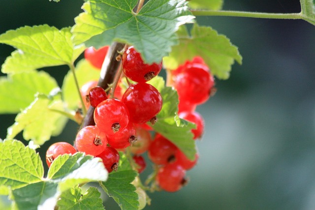 Rote Beeren, Johannisbeeren, Frucht