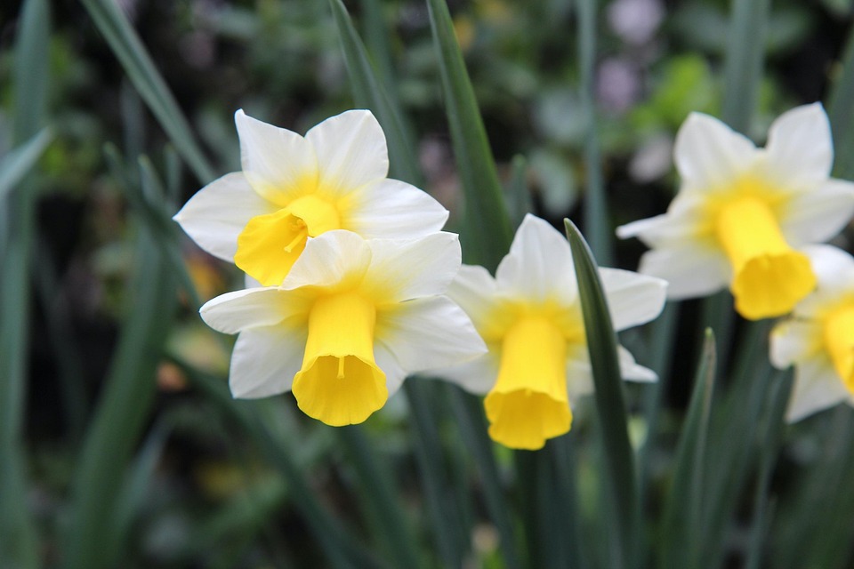 Blooming Narcissus Free photo on Pixabay Pixabay