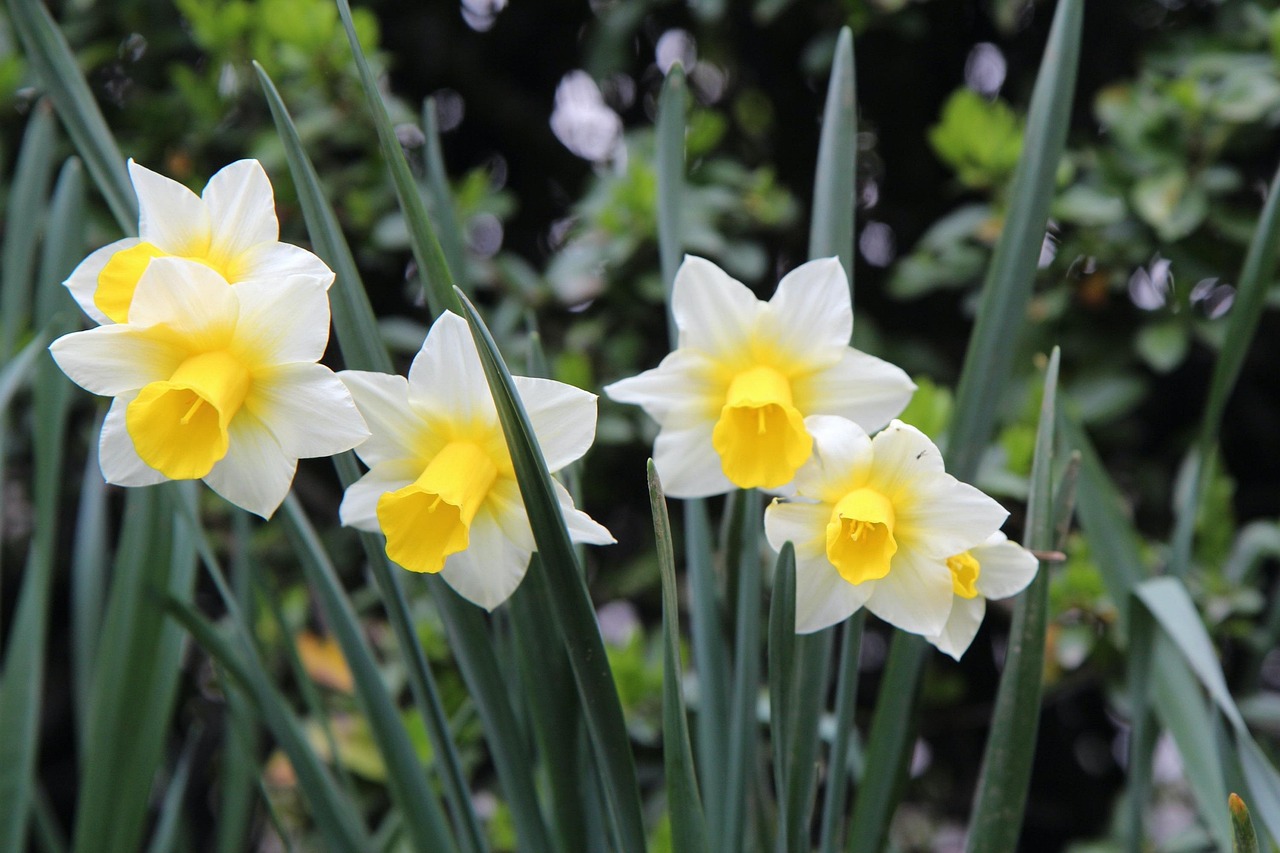 Flowers Flowering Narcissus Free photo on Pixabay Pixabay
