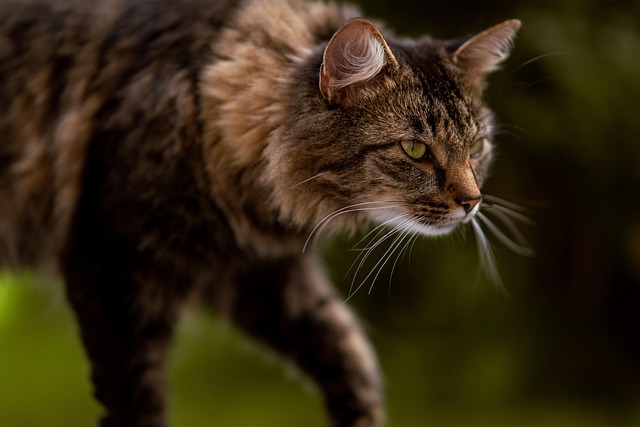 Kat, Husdyr, Huskat, Sød, Kat Portræt