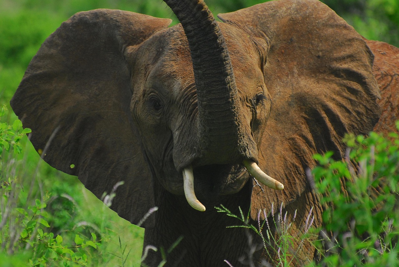 https://cdn.pixabay.com/photo/2022/06/08/19/48/elephant-7251145_1280.jpg