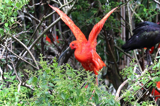 Free Bird Wings photo and picture