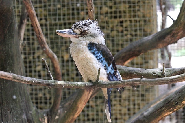Free Bird Laughing Jackass photo and picture