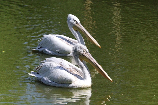 Fugl, Pelikan, Natur, Parkere, Vand