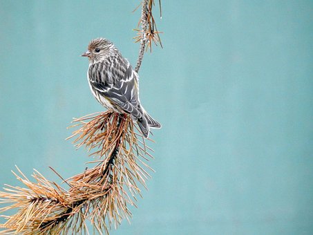 Pino Sisken, Pájaro, Naturaleza
