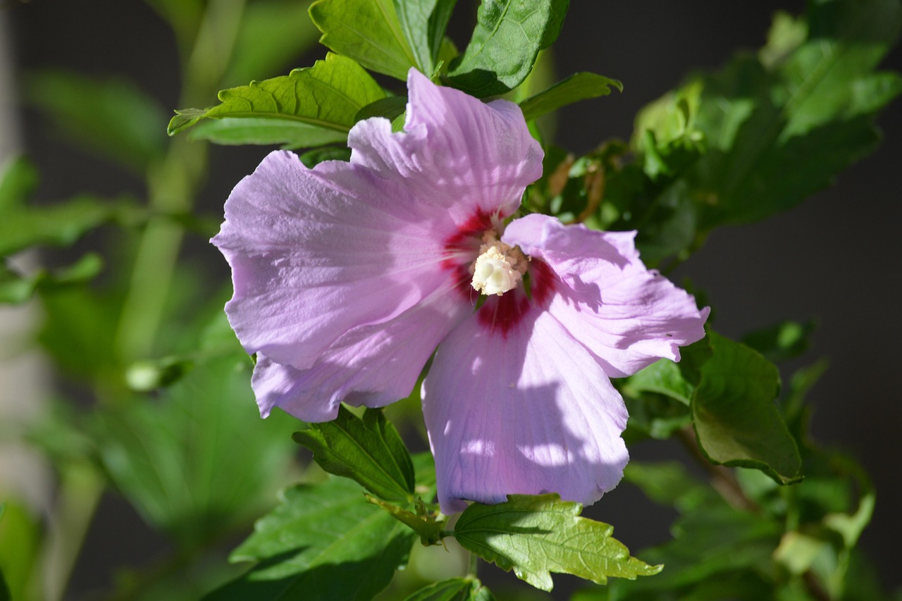 Flower Hibiscus Bloom Free photo on Pixabay Pixabay