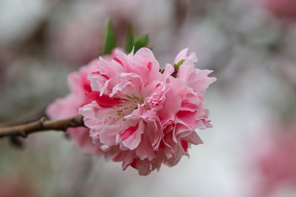 桃の花 花 木 Pixabayの無料写真