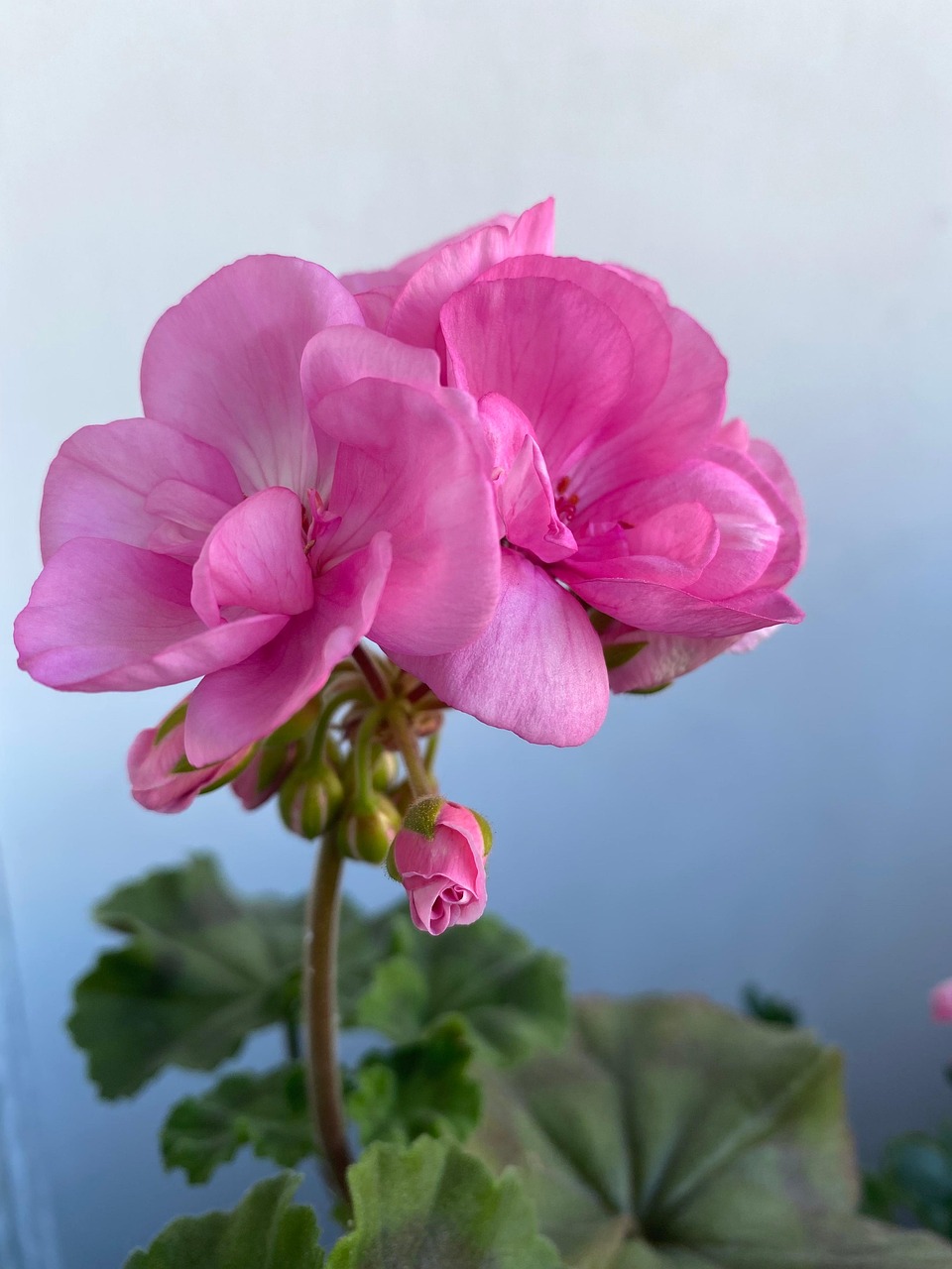 Geranium Pelargonium Flowers Pink - Free photo on Pixabay - Pixabay