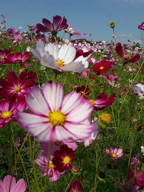 Free Cosmos Fall photo and picture