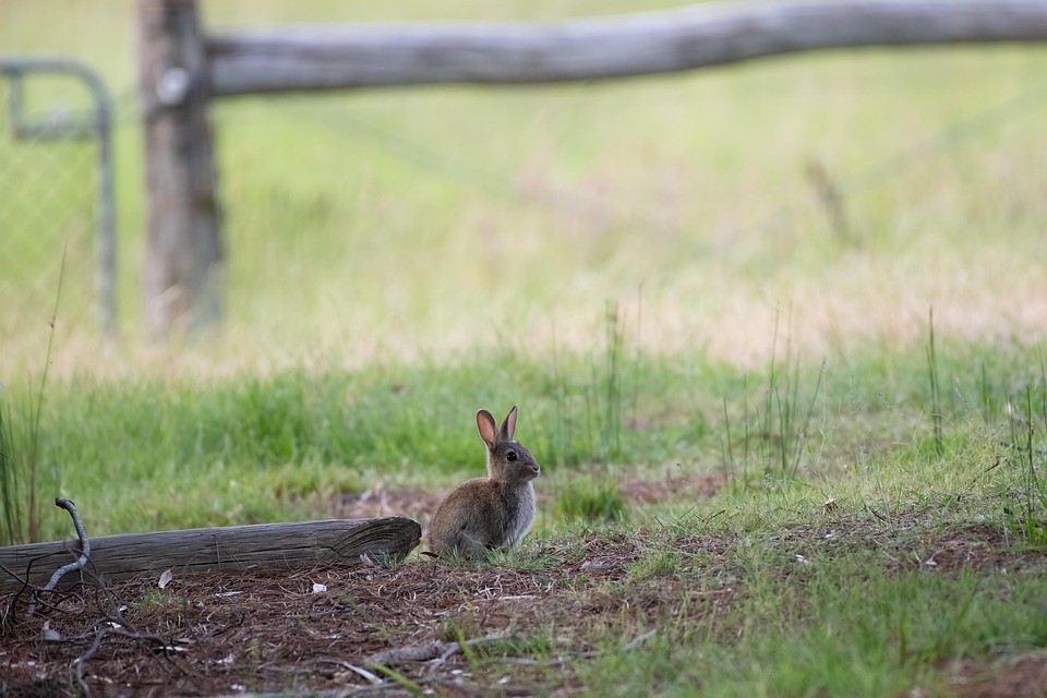 Rabbit Bunny Animal Free photo on Pixabay