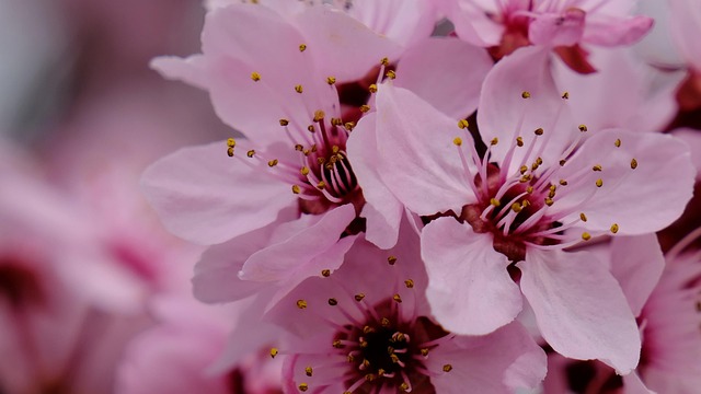 Bloemen, Roze Bloemen, Hd-Achtergrond