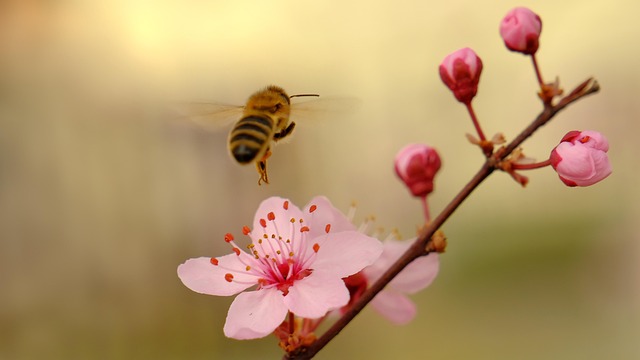 Honingbij, Roze Bloemen, Bestuiving