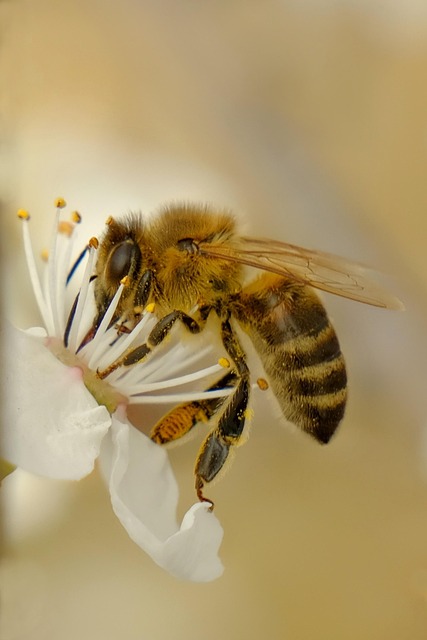 Honingbij, Bloemen, Witte Bloemen