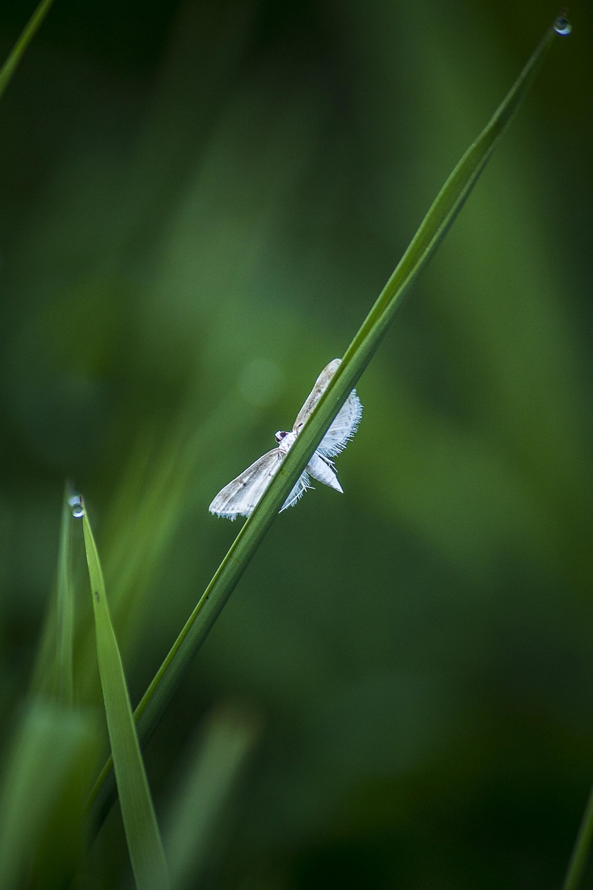 Insecte Entomologie Faune - Photo gratuite sur Pixabay - Pixabay