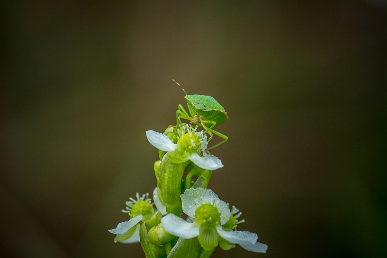 Insect Flowers Nature - Free photo on Pixabay - Pixabay