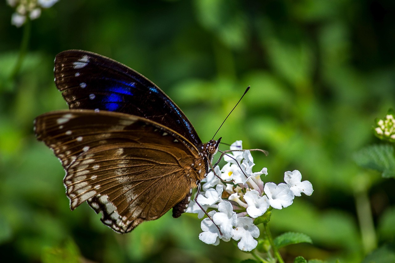 https://cdn.pixabay.com/photo/2022/06/09/13/26/great-eggfly-7252563_1280.jpg