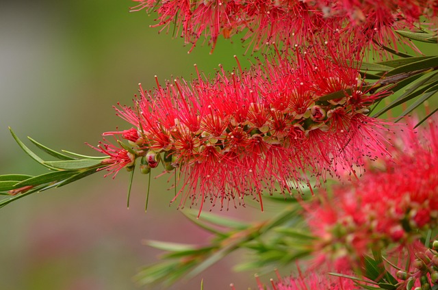 Bottlebrush, Blume, Pflanze, Natur