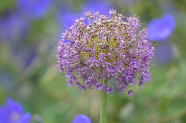 Riesenlauch, Blume, Pflanze, Lauch