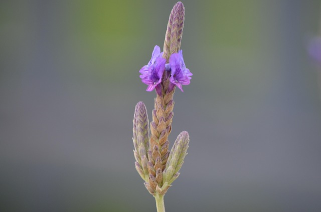 Lavendel, Norfolk, Lila, Blume, Natur
