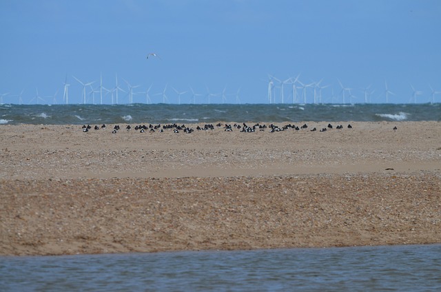 Wind, Energie, Austernfischer, Vogel