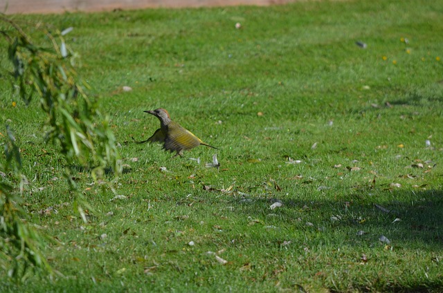 Specht, Vogel, Flug, Flügel