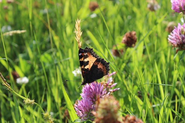 Free Insect Butterfly photo and picture