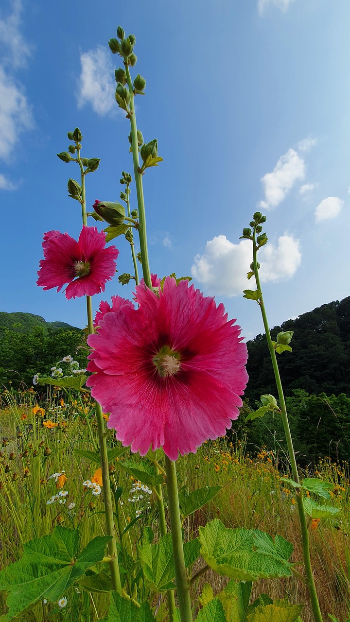 Plate Flower Do JongHwan Surisan Free photo on Pixabay Pixabay