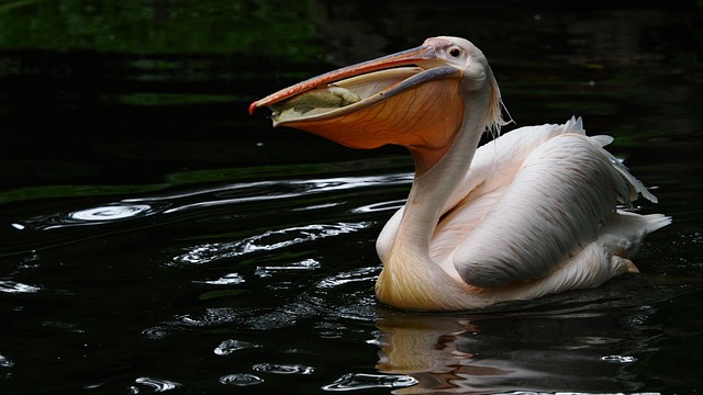 Pelikan, Vogel, See, Wasservogel, Tier