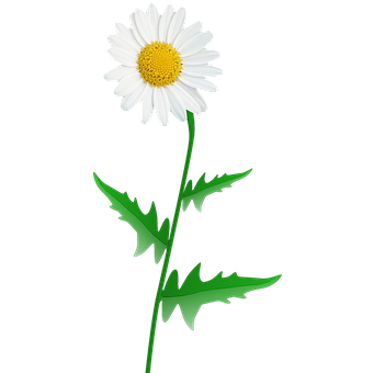 Free Daisy Flower illustration and picture