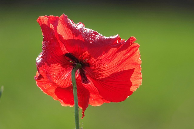 Free Poppy Flower photo and picture