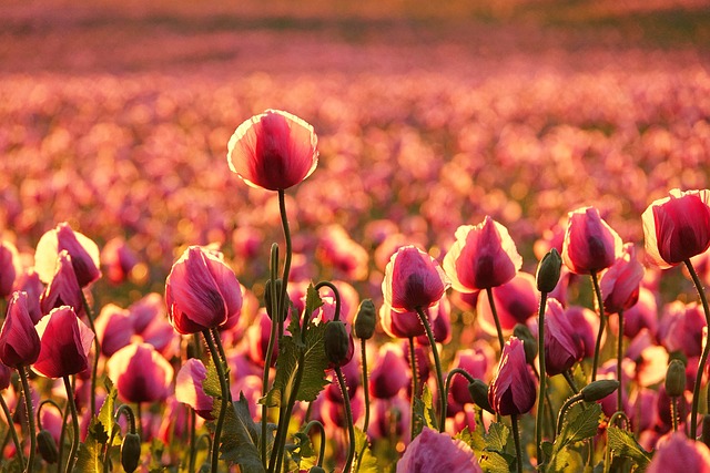 Free Poppy Field Flowers photo and picture
